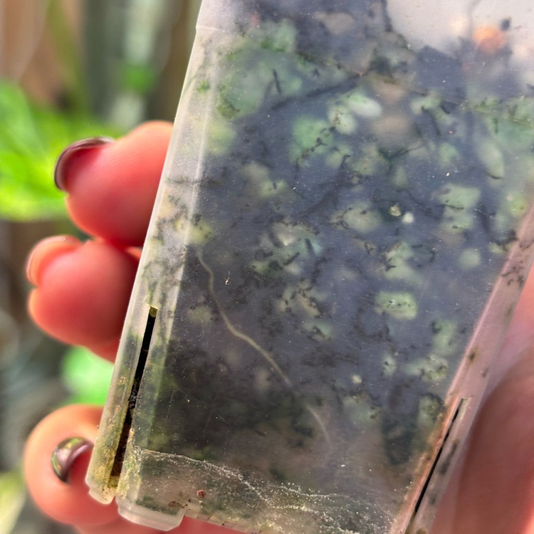 알로카시아 노빌리스 핑크 바리에가타--3