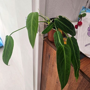 안스리움 와로쿠아넘(와로쿠에아넘)