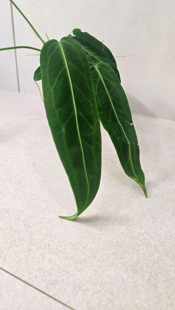 안스리움 와로쿠아넘(와로쿠에아넘) 이미지