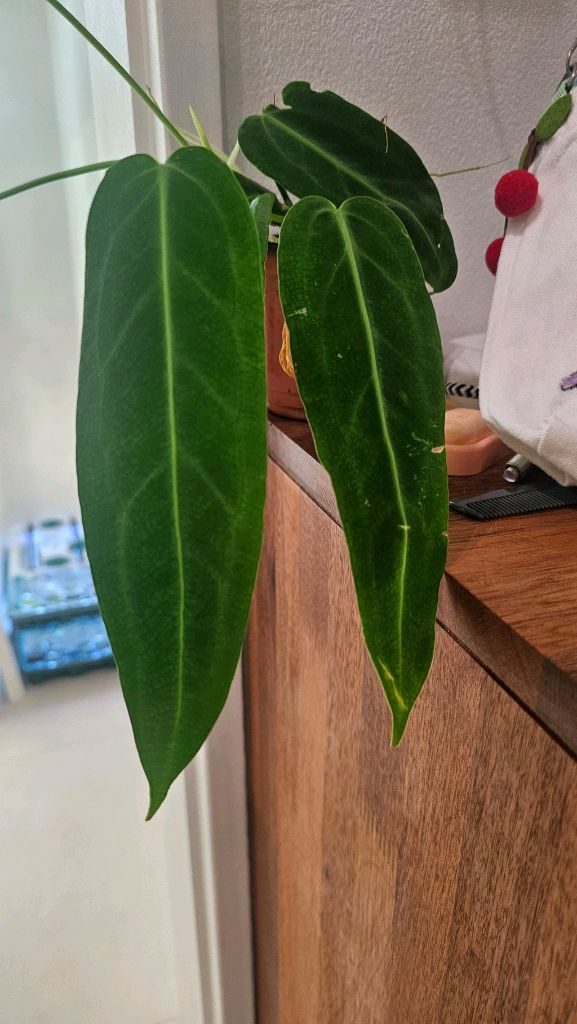 안스리움 와로쿠아넘(와로쿠에아넘) 이미지