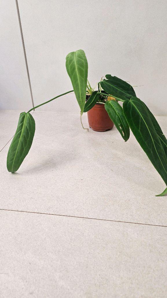 안스리움 와로쿠아넘(와로쿠에아넘) 이미지