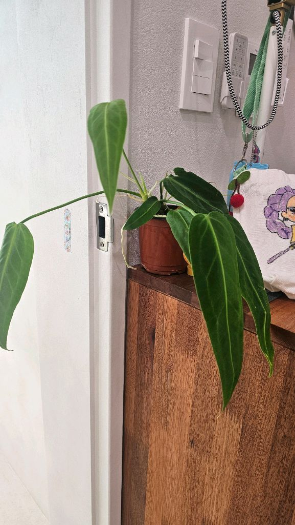 안스리움 와로쿠아넘(와로쿠에아넘) 이미지