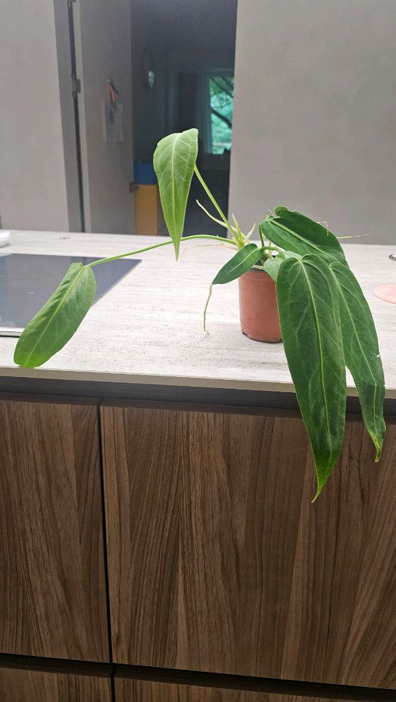 안스리움 와로쿠아넘(와로쿠에아넘) 이미지