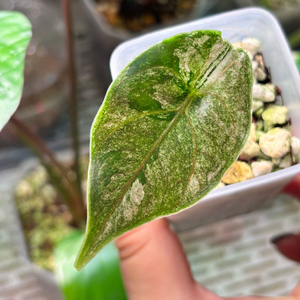 알로카시아 아즈라니 핑크 바리에가타