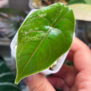 알로카시아 아즈라니 핑크 바리에가타