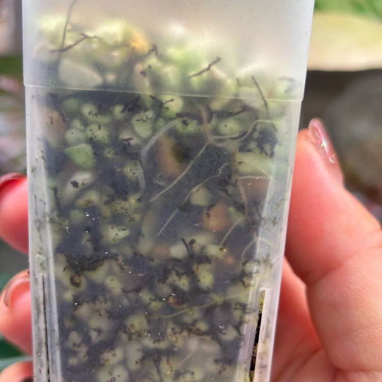 알로카시아 아즈라니 핑크 바리에가타--2