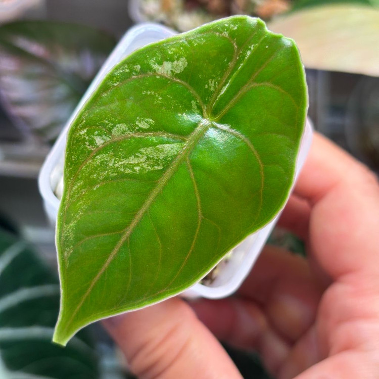 알로카시아 아즈라니 핑크 바리에가타--1