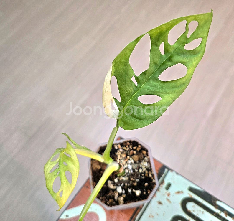 몬스테라 아큐미나타 바리에가타--0