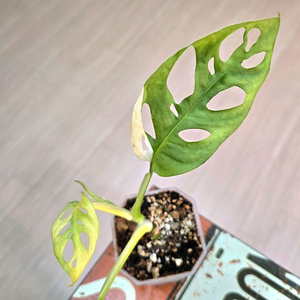 몬스테라 아큐미나타 바리에가타