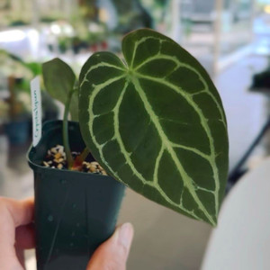 안스리움 크리스탈건1