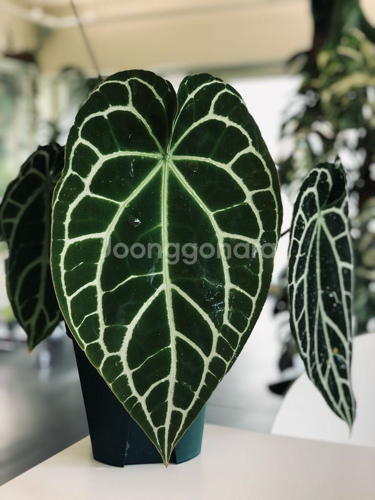 안스리움 크리스탈건1--1