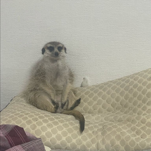 아이폰15핑크 풀박스 구매합니다 연락주세요