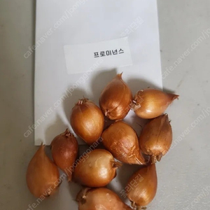 사랑초 10구 1만 ( 제라늄 x)