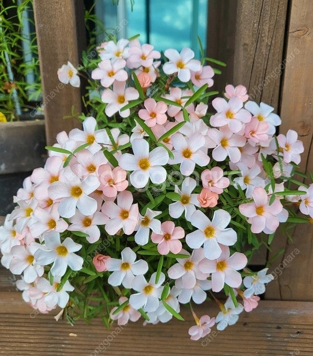 사랑초 10구 1만 ( 제라늄 x)--1