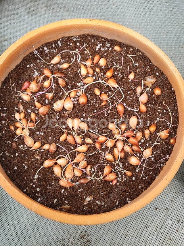 사랑초 10구 1만 ( 제라늄 x)--2