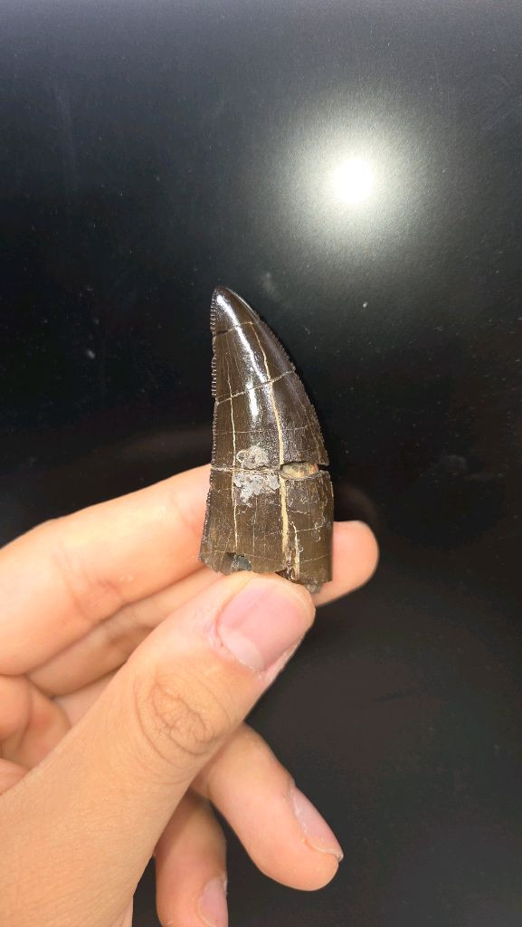 진품 토르보사우루스과 이빨화석--1