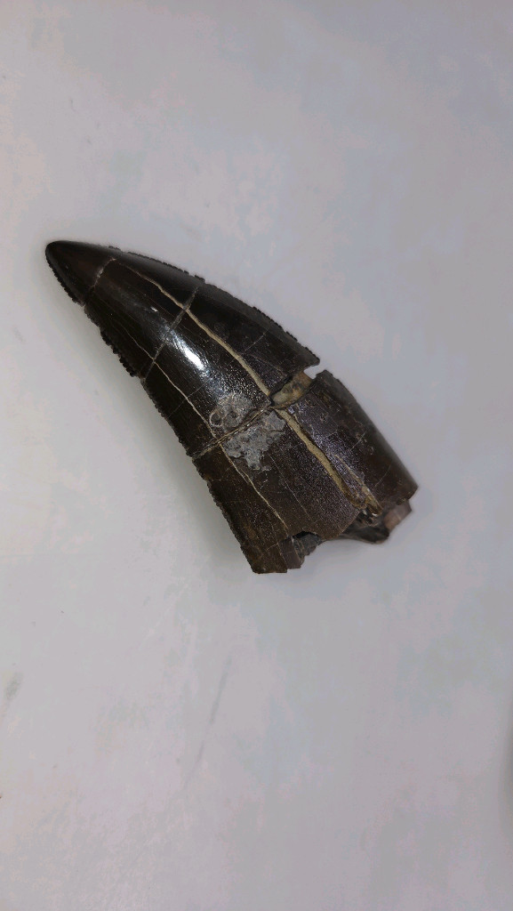 진품 토르보사우루스과 이빨화석--2