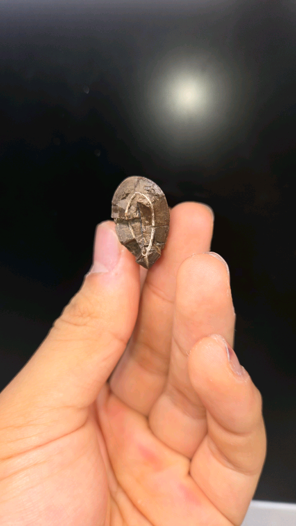 진품 토르보사우루스과 이빨화석--4