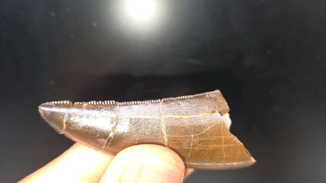 진품 토르보사우루스과 이빨화석--3