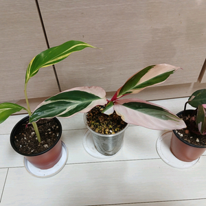 무늬생강. 스트로만데 멀티칼라. 핑크프린세스 일괄