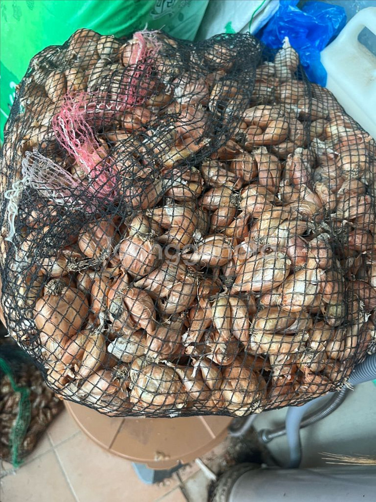 햇 쪽파 종구 20kg 판매합니다.--0