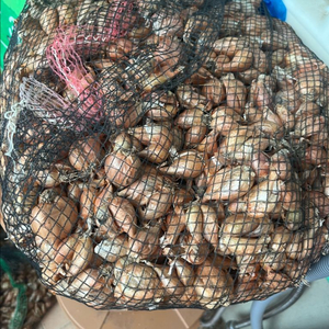 햇 쪽파 종구 20kg 판매합니다.