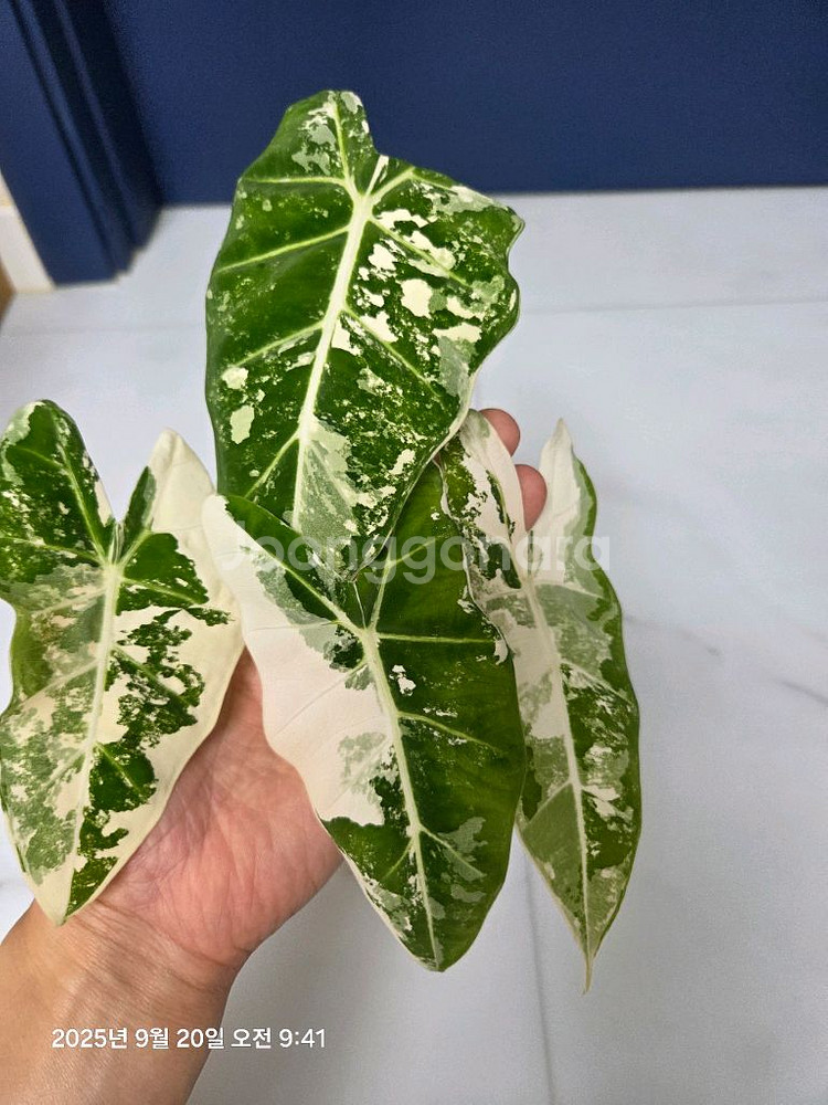 알로카시아 무늬프라이덱 무늬최상 (택포)--0
