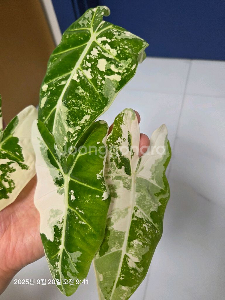 알로카시아 무늬프라이덱 무늬최상 (택포)--1