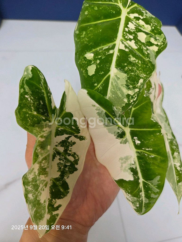 알로카시아 무늬프라이덱 무늬최상 (택포)--2