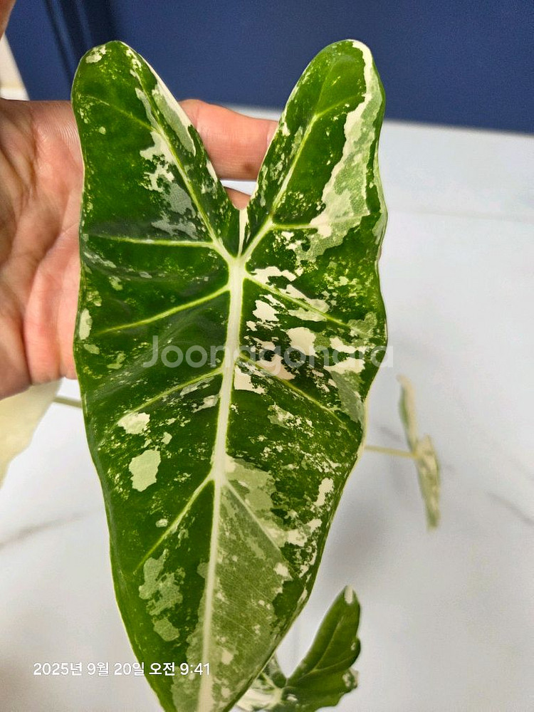 알로카시아 무늬프라이덱 무늬최상 (택포)--3