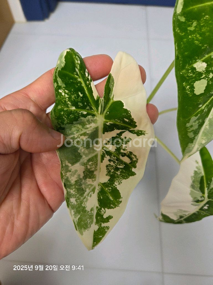알로카시아 무늬프라이덱 무늬최상 (택포)--4