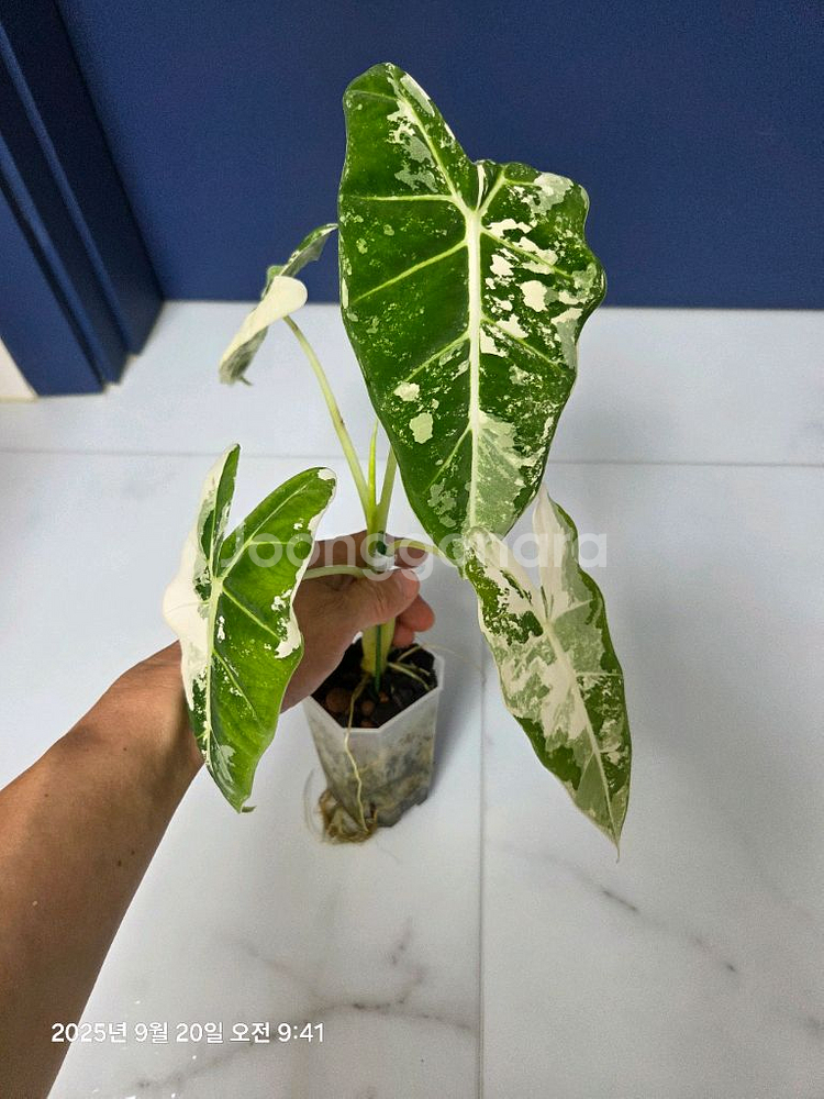 알로카시아 무늬프라이덱 무늬최상 (택포)--5