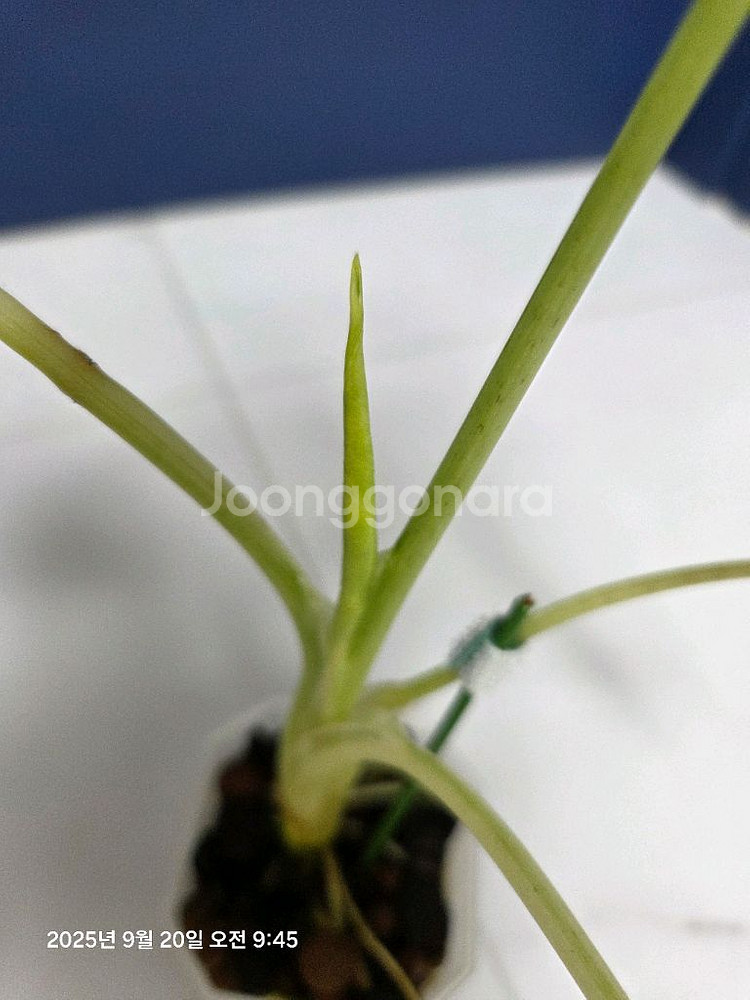 알로카시아 무늬프라이덱 무늬최상 (택포)--6