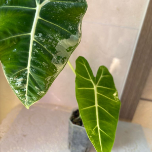 알로카시아 무늬프라이덱