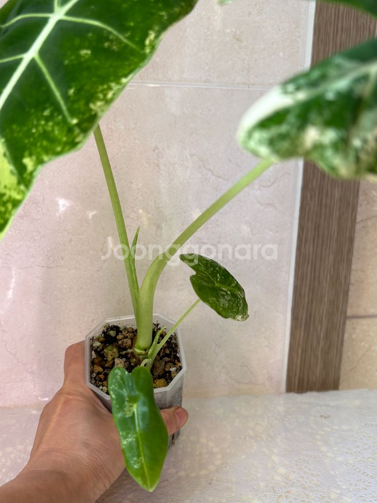 알로카시아 무늬프라이덱--0