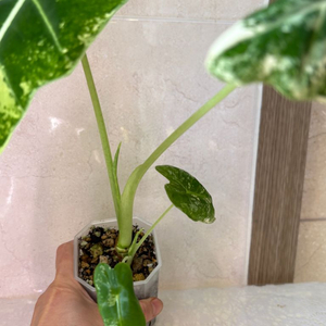 알로카시아 무늬프라이덱