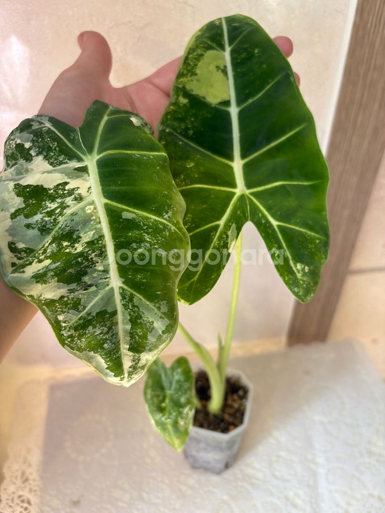 알로카시아 무늬프라이덱--1