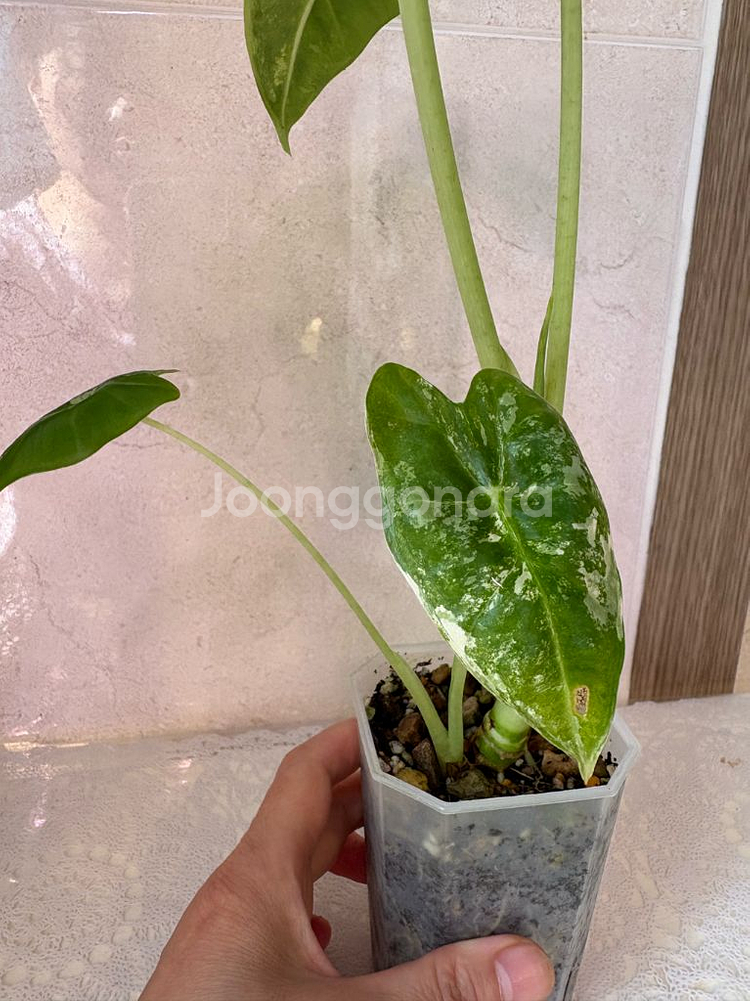 알로카시아 무늬프라이덱--4