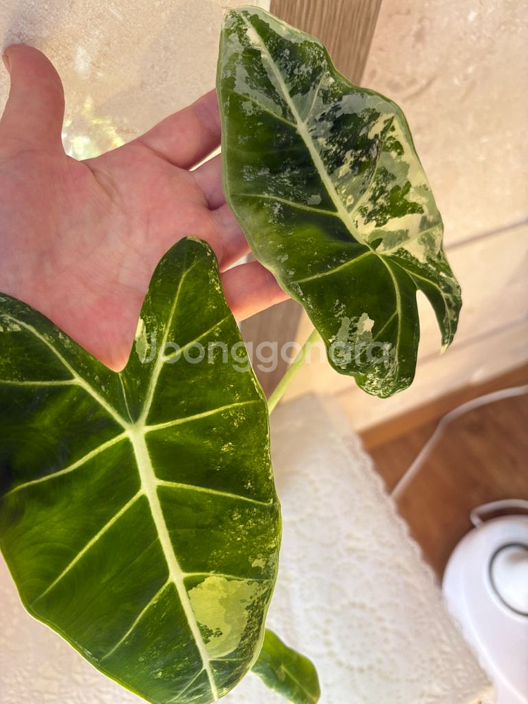 알로카시아 무늬프라이덱--2