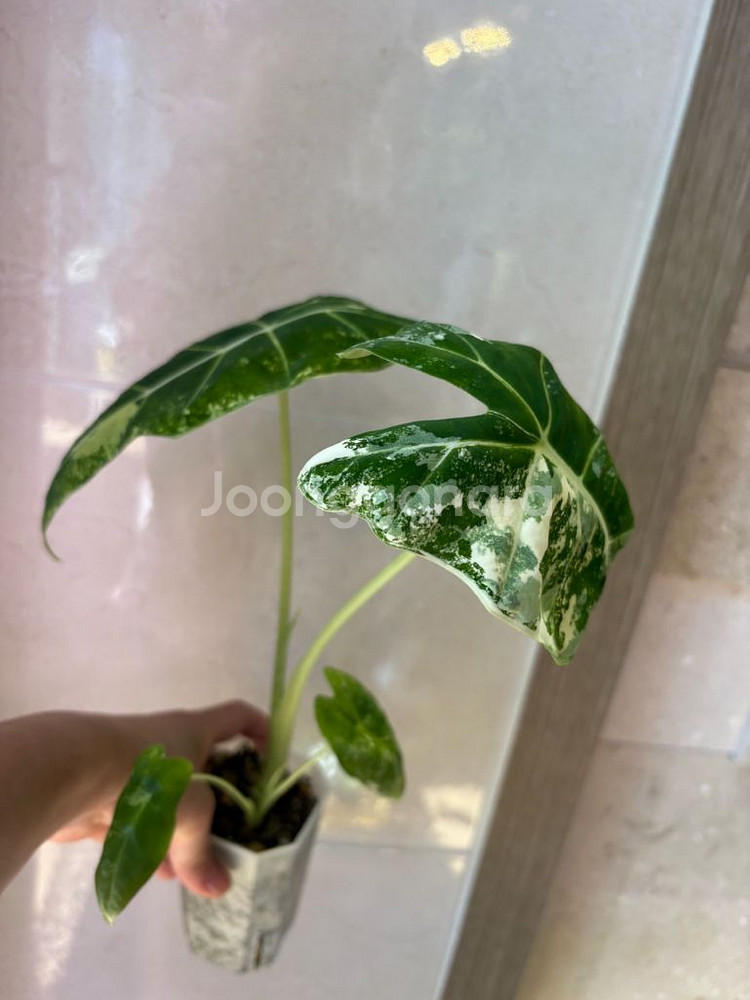 알로카시아 무늬프라이덱--3