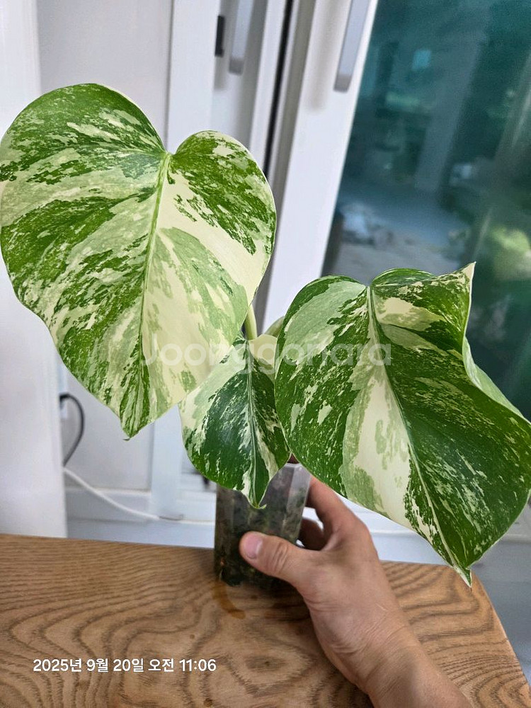 몬스테라 알보 최상품 (택포)--2