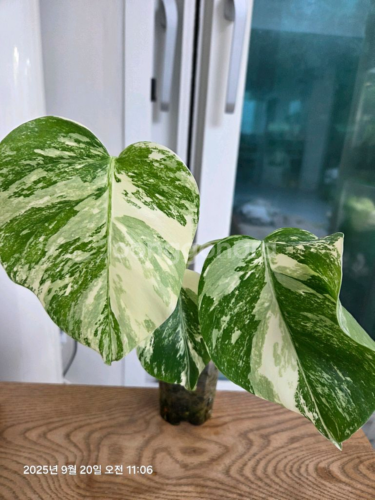 몬스테라 알보 최상품 (택포)--1