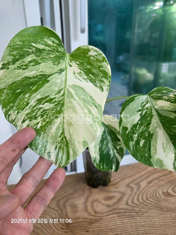 몬스테라 알보 최상품 (택포)--0