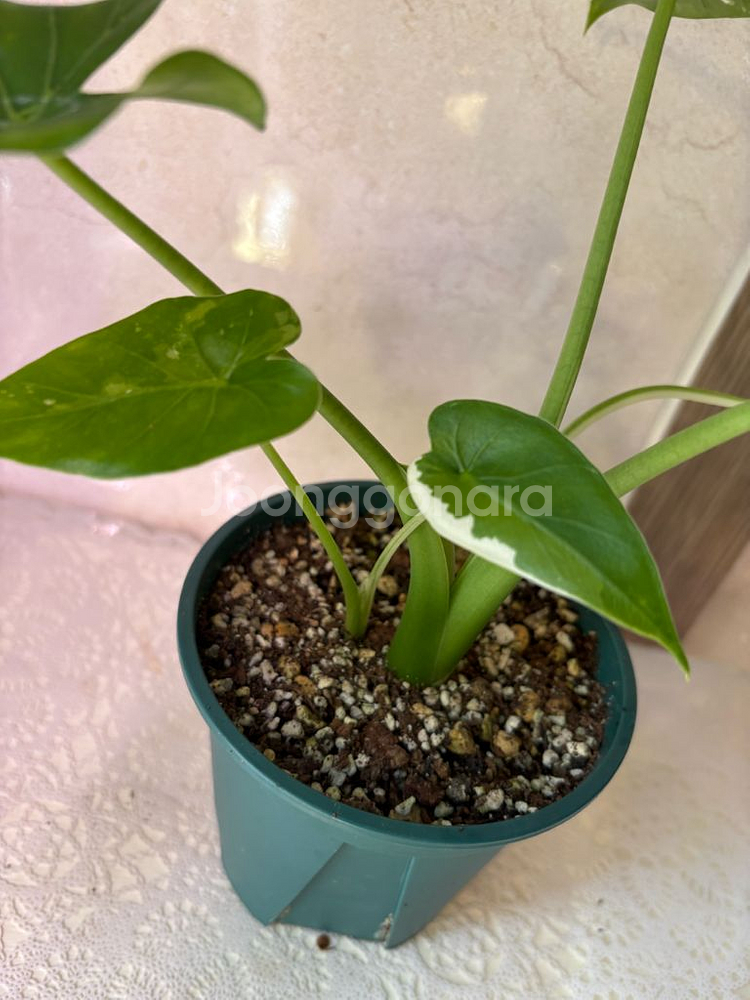 알로카시아 무늬토란 바리에가타--2