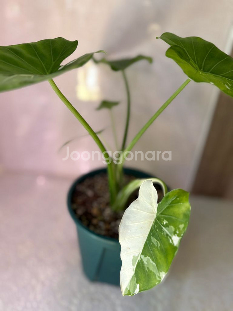 알로카시아 무늬토란 바리에가타--0