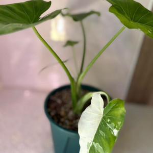 알로카시아 무늬토란 바리에가타