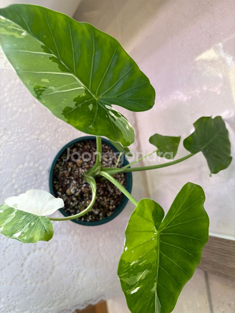 알로카시아 무늬토란 바리에가타--1