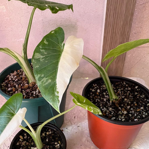 알로카시아 바리에가타 무늬토란 3개일괄