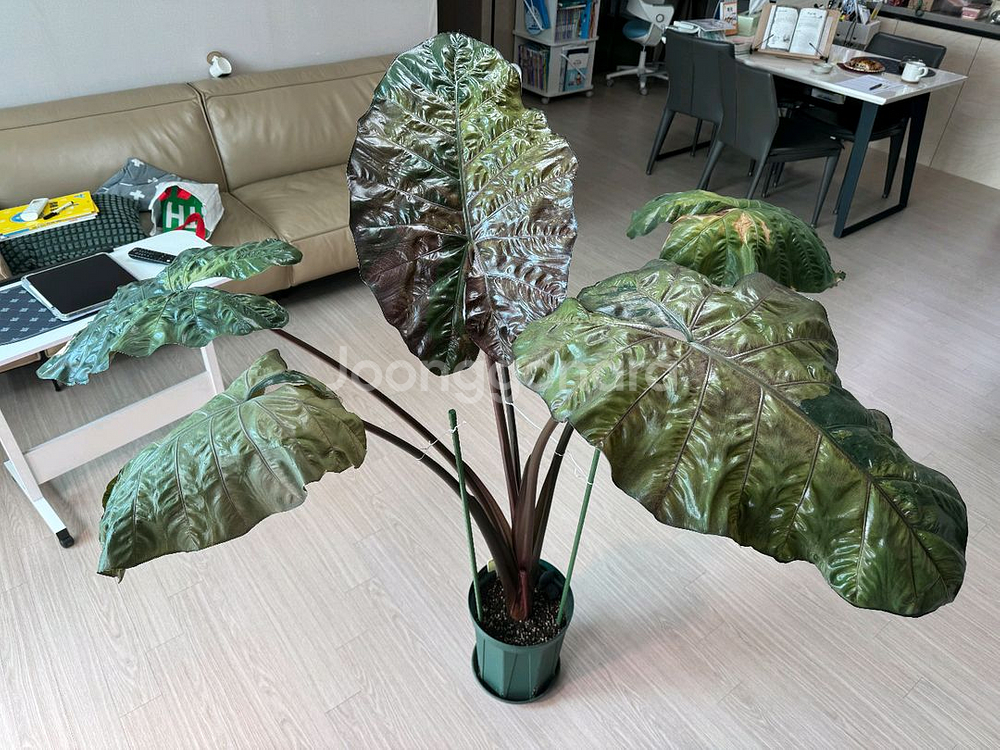 알로카시아 플럼배 핑크바리에가타--0