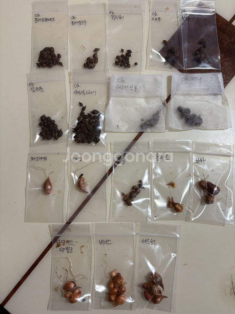 (택포)사랑초 옵투샤9종+일반8종 17종일괄--0